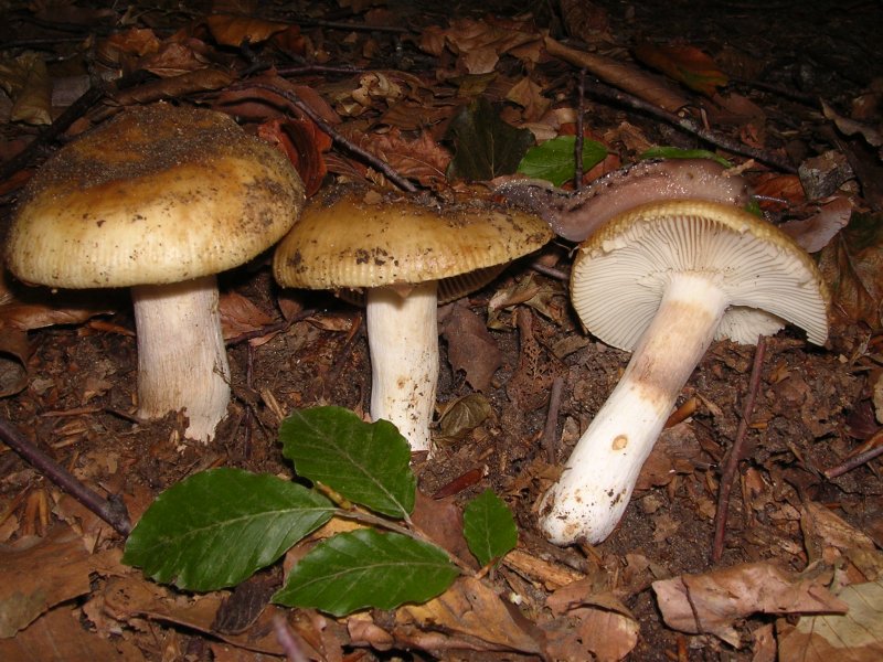Russula